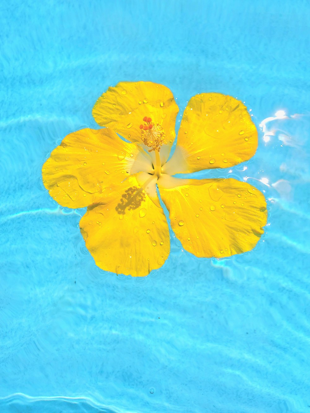 a yellow flower floating in a pool of water