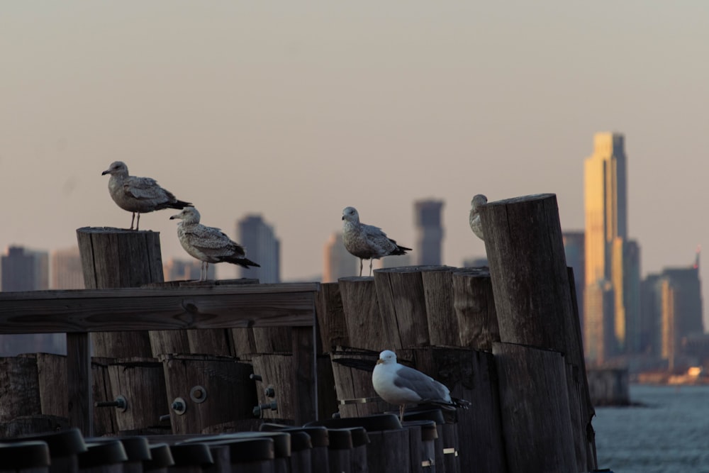a group of seagulls sitting on top of a wooden pier