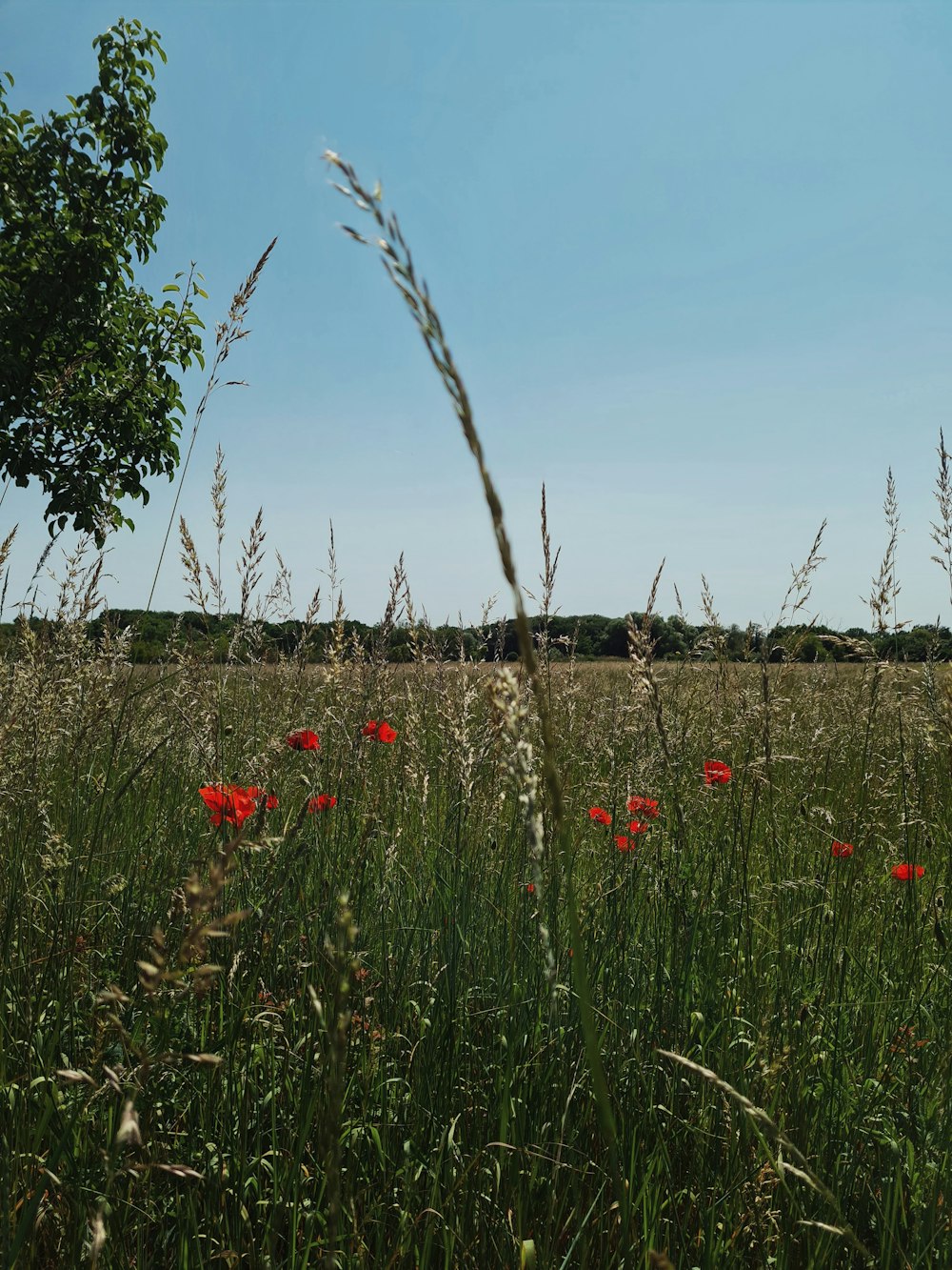 a field full of tall grass and red flowers