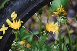Close-up of a weathered bicycle tire on a gravel path surrounded by wildflowers.