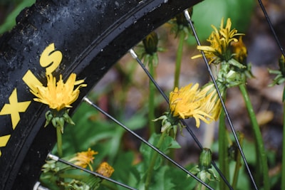 Close-up of a weathered bicycle tire on a gravel path surrounded by wildflowers.