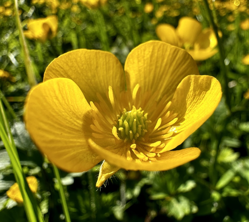 a close up of a yellow flower in a field