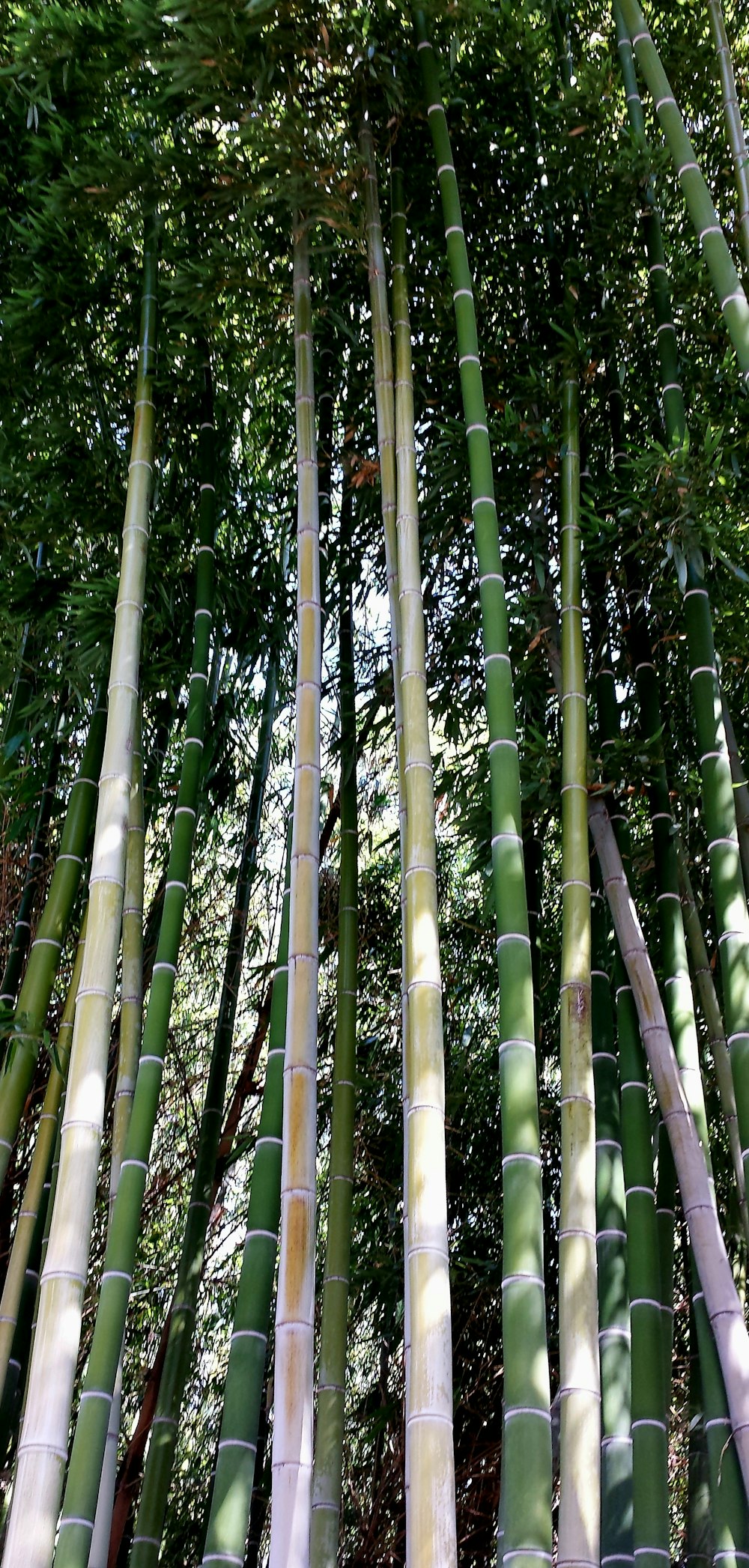 a tall bamboo tree with lots of green leaves