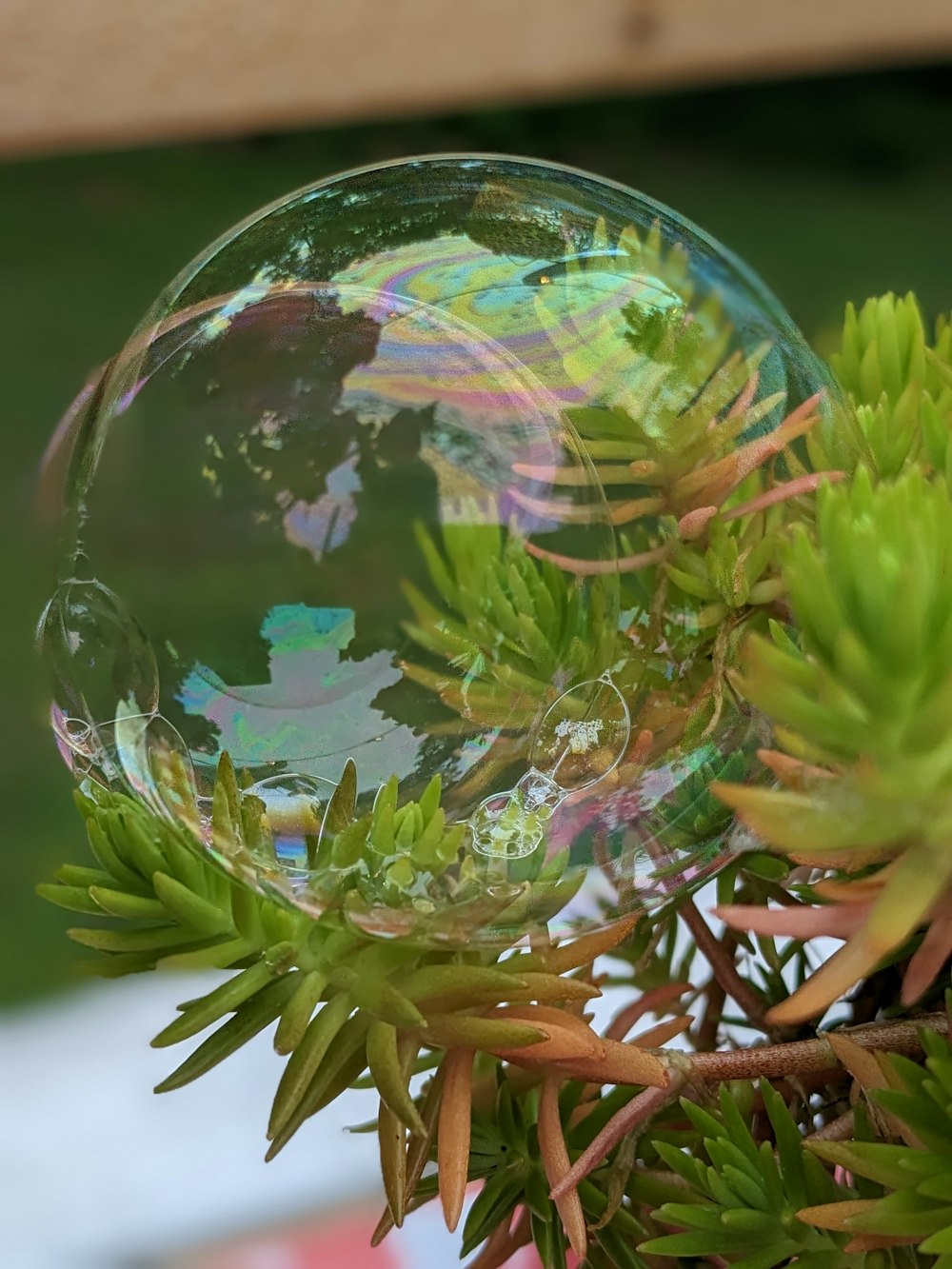 a soap bubble sitting on top of a tree branch