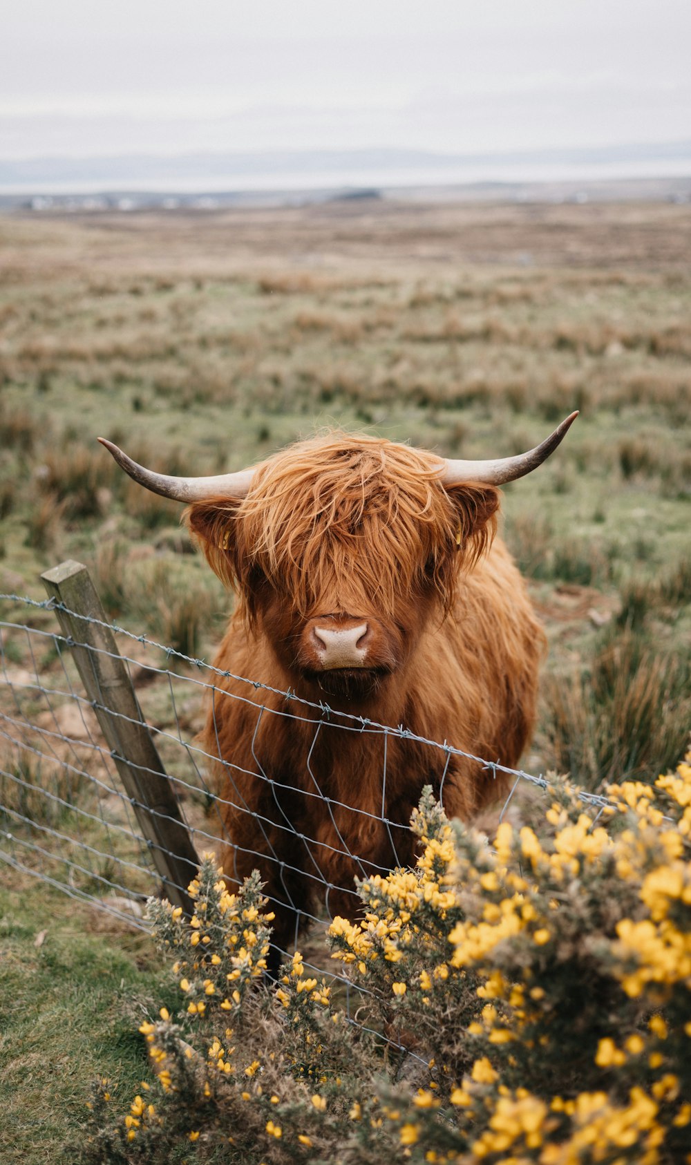 a brown cow standing next to a barbed wire fence