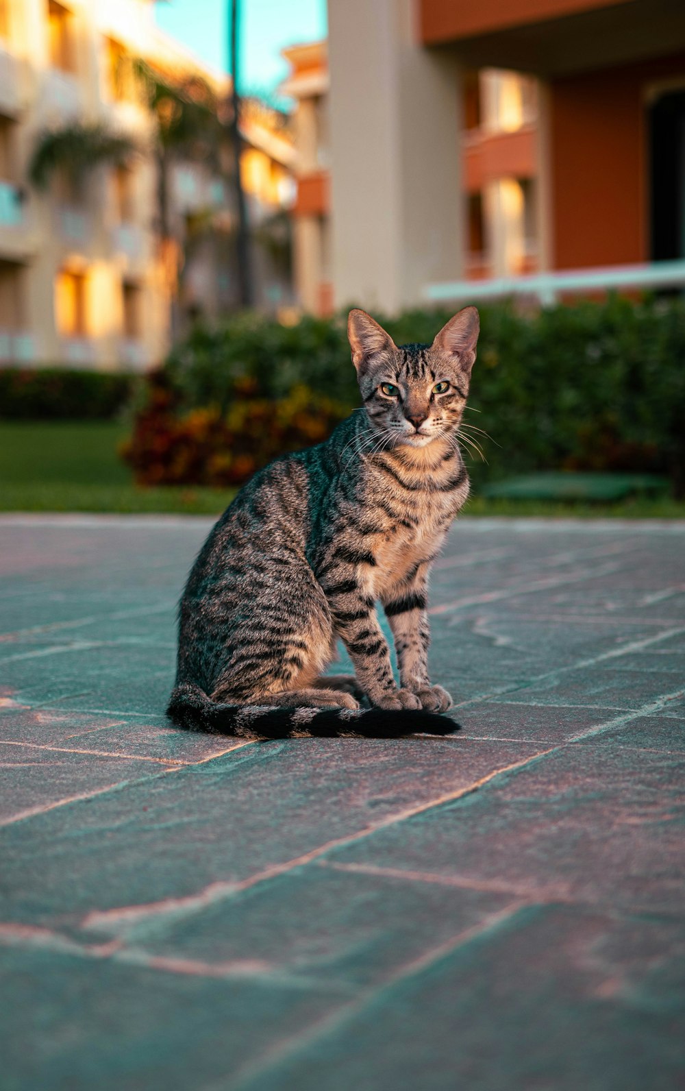 a cat sitting on the ground in front of a building