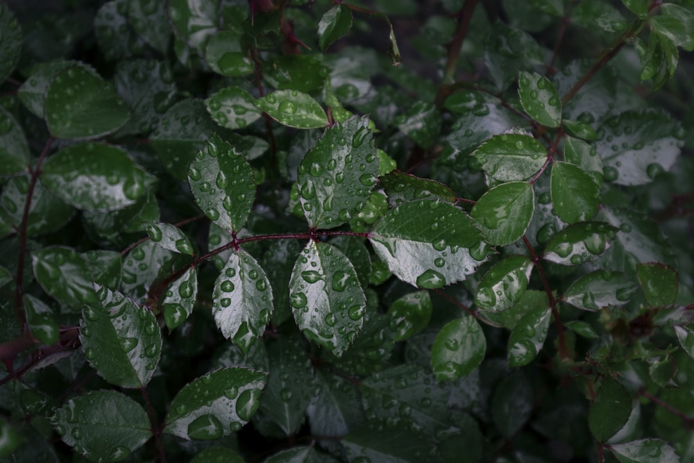 a close up of a plant with water drops on it