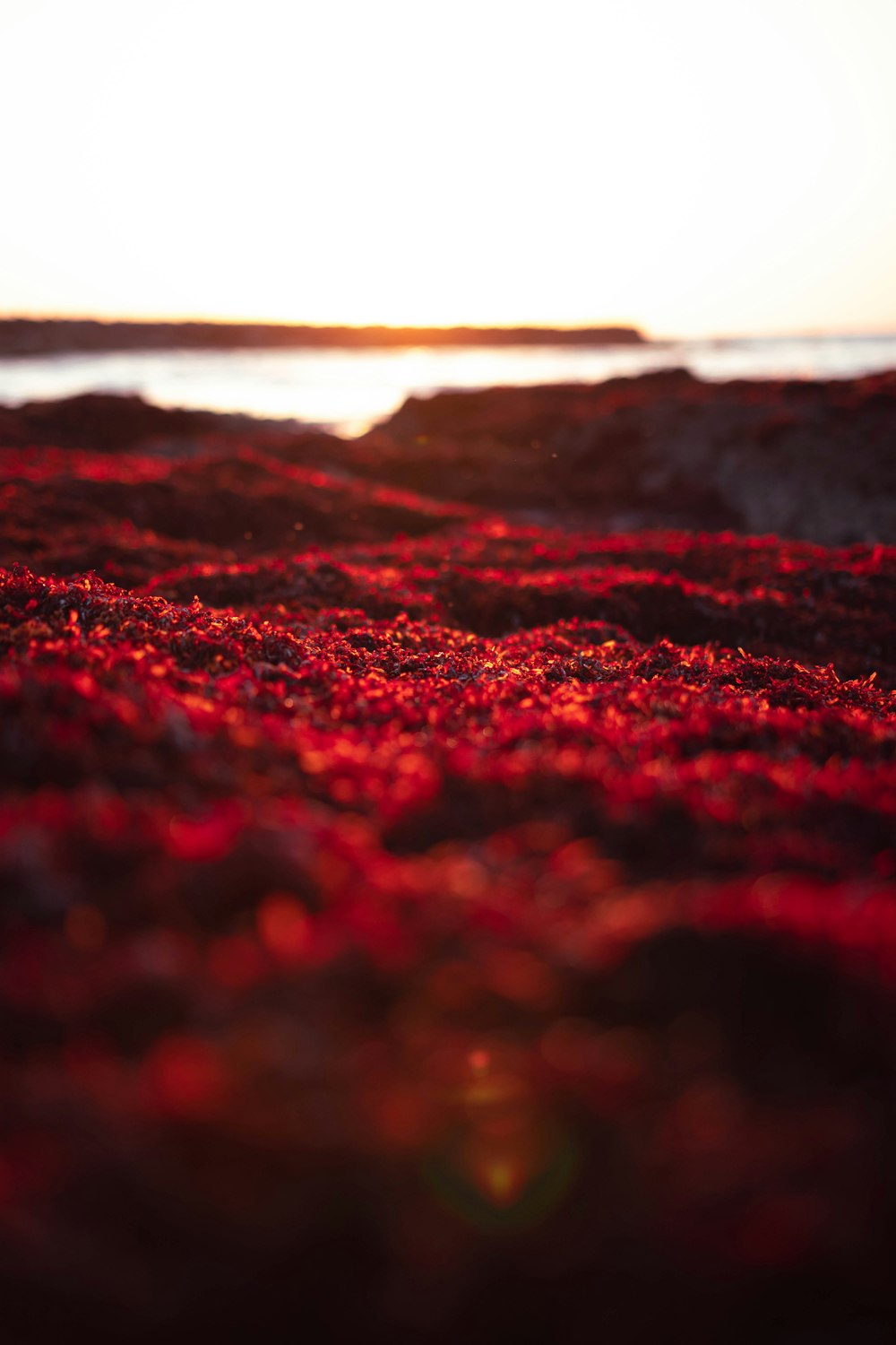 the sun is setting over the beach and the grass is red