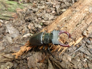 A large beetle with prominent mandibles, often referred to as a stag beetle, resting on a piece of wood surrounded by scattered dry leaves. The beetle's body appears shiny and dark, likely black or deep brown, with its mandibles showing a contrasting reddish hue. The surrounding area consists of earthy and natural forest floor tones.