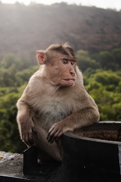A quiet moment of reflection with a punk monkey sketch beside a journal.