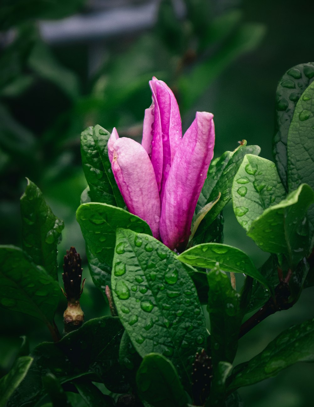 a pink flower with rain drops on it