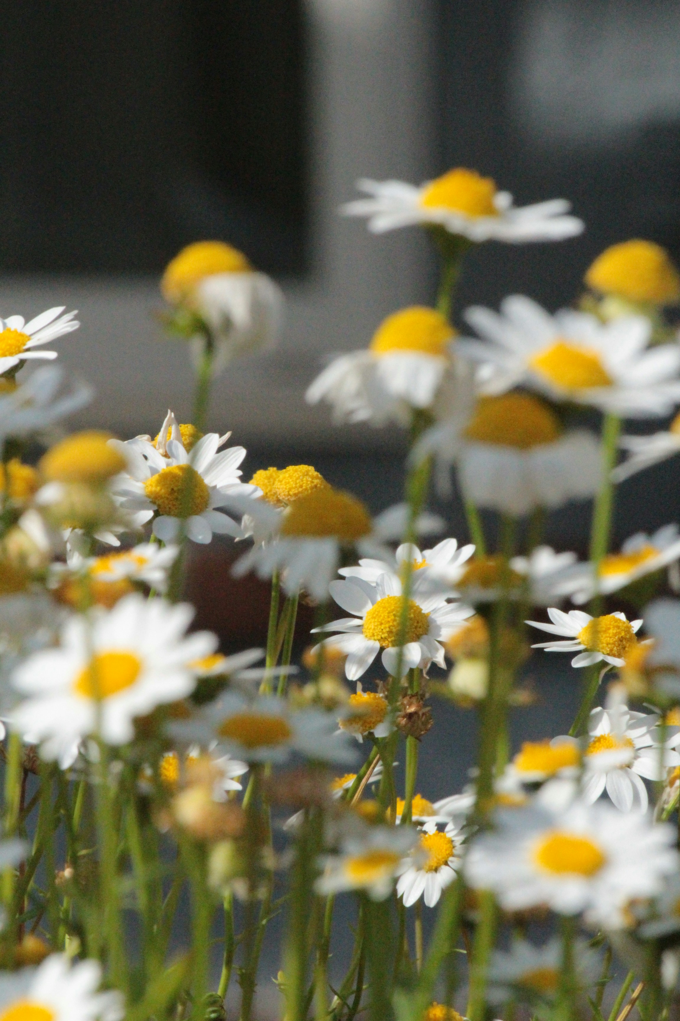 Photo by sailing_snails