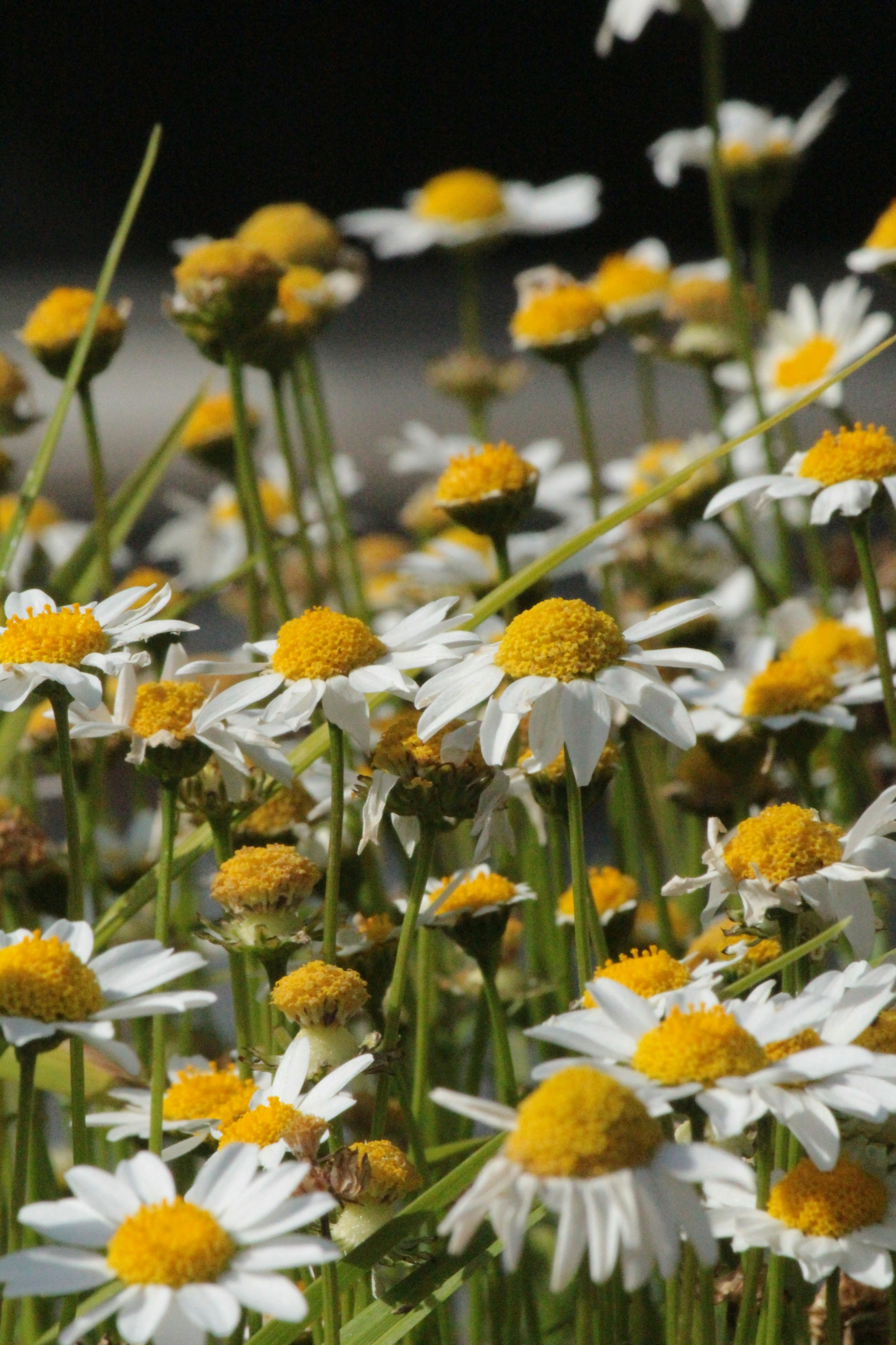 Photo by sailing_snails