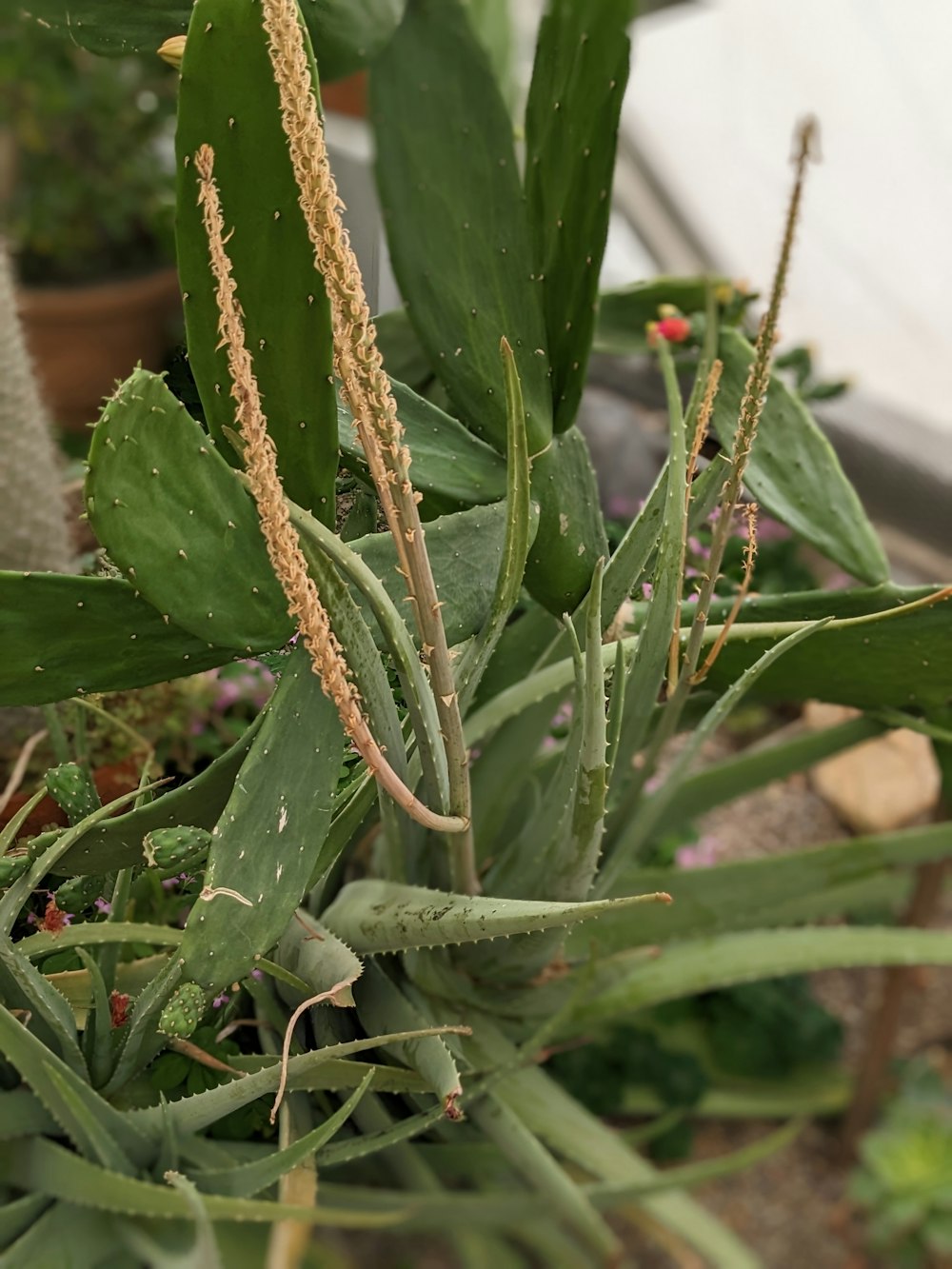 a close up of a plant in a pot