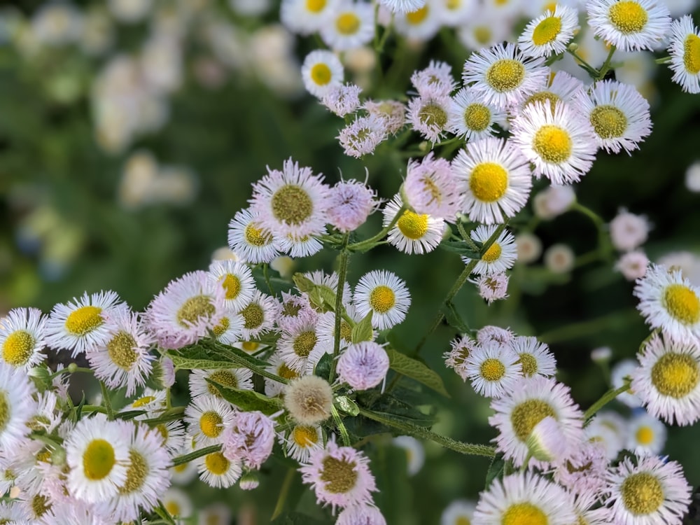 a bunch of white and yellow flowers in a field