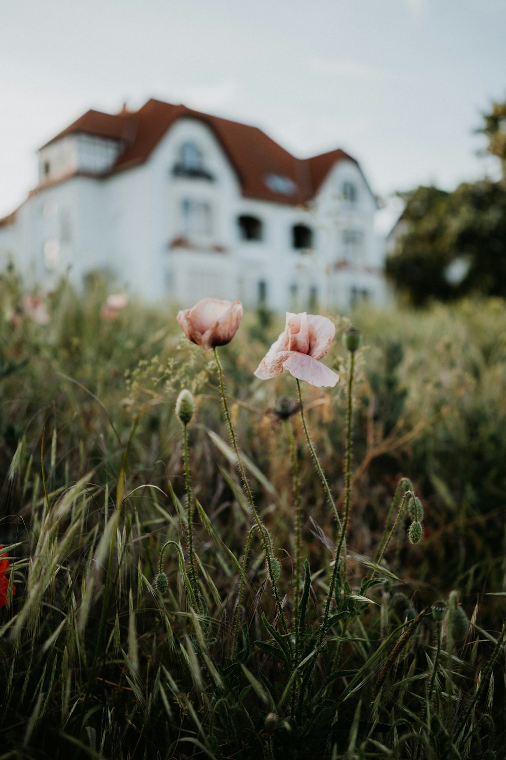 two pink flowers in front of a white house