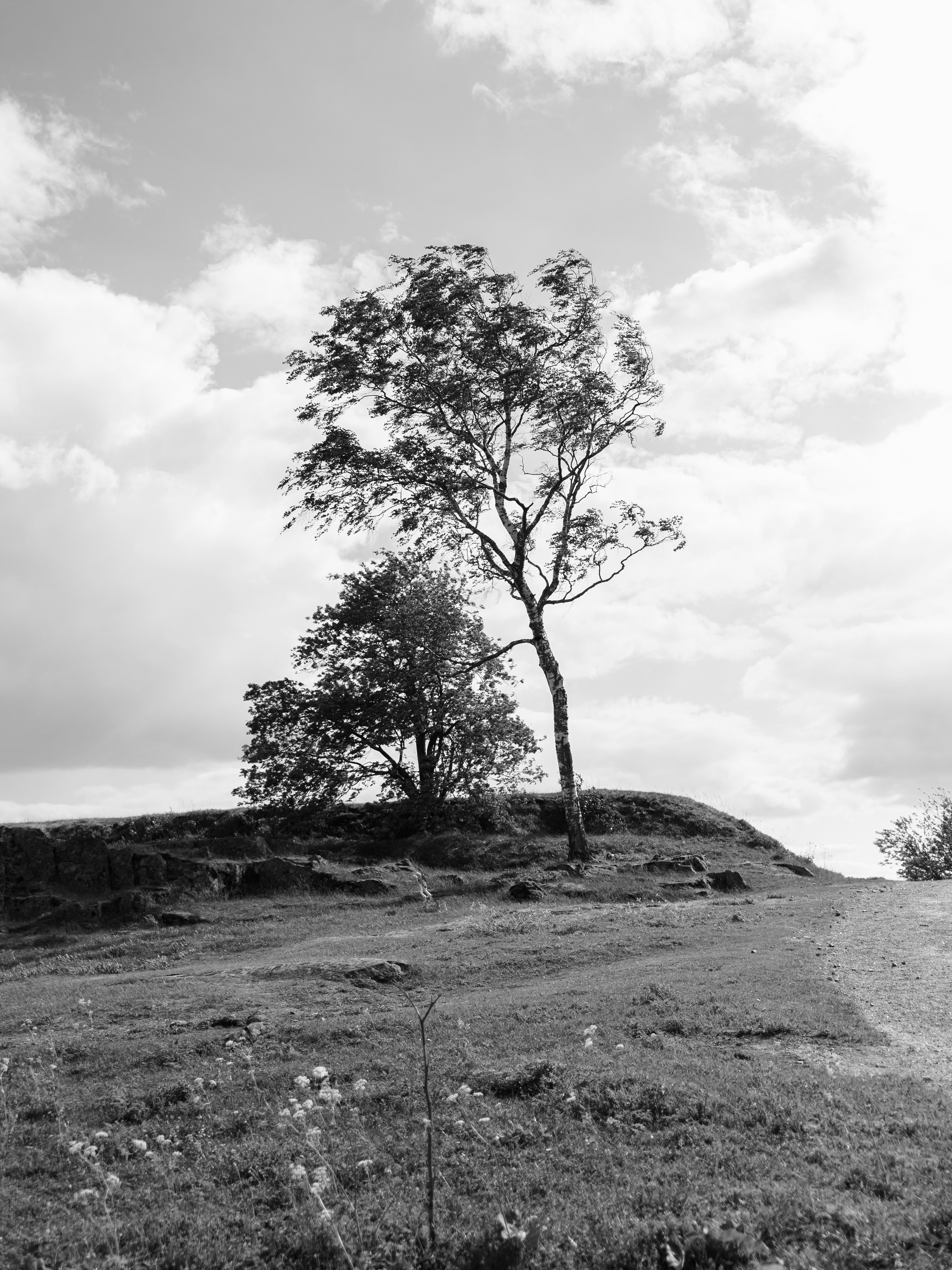 a black and white photo of a tree on a hill