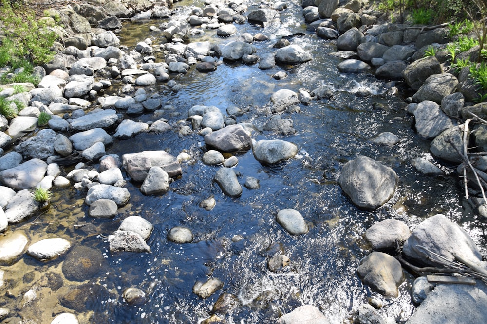 a stream running through a lush green forest