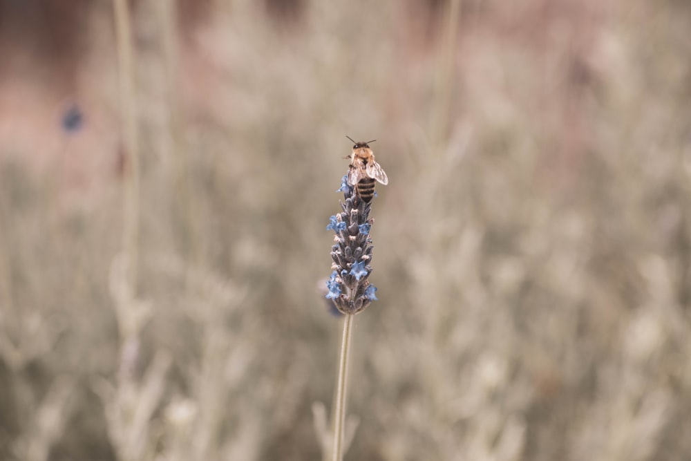 a bee sitting on top of a blue flower