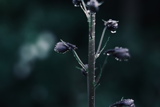 Close-up of cannabis leaves with dew drops.