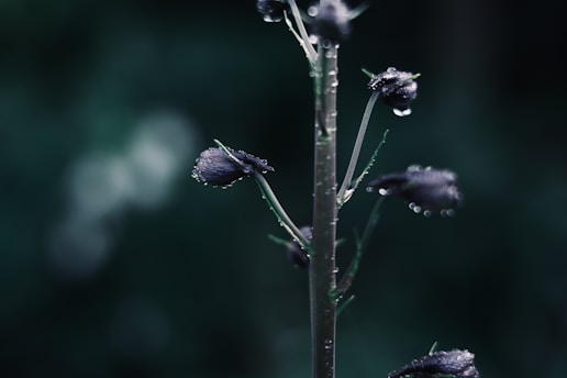 Close-up of a cannabis flower with dewdrops in soft natural light