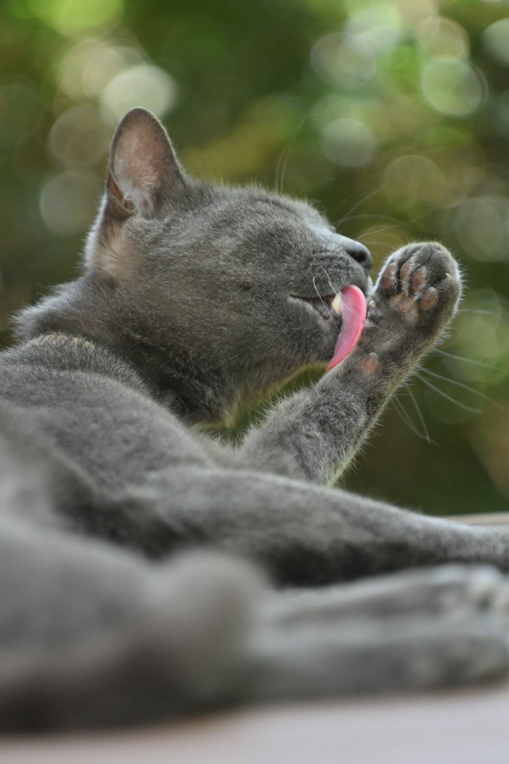 a gray cat with its tongue hanging out