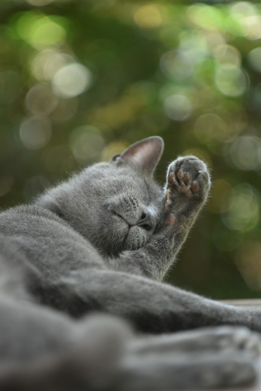 a gray cat laying on top of a wooden table