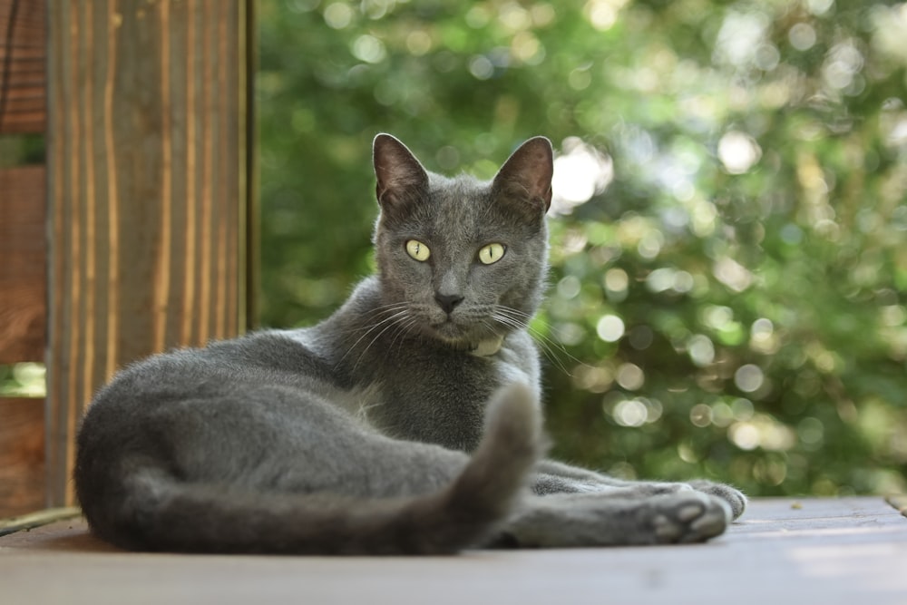 a gray cat sitting on top of a wooden floor