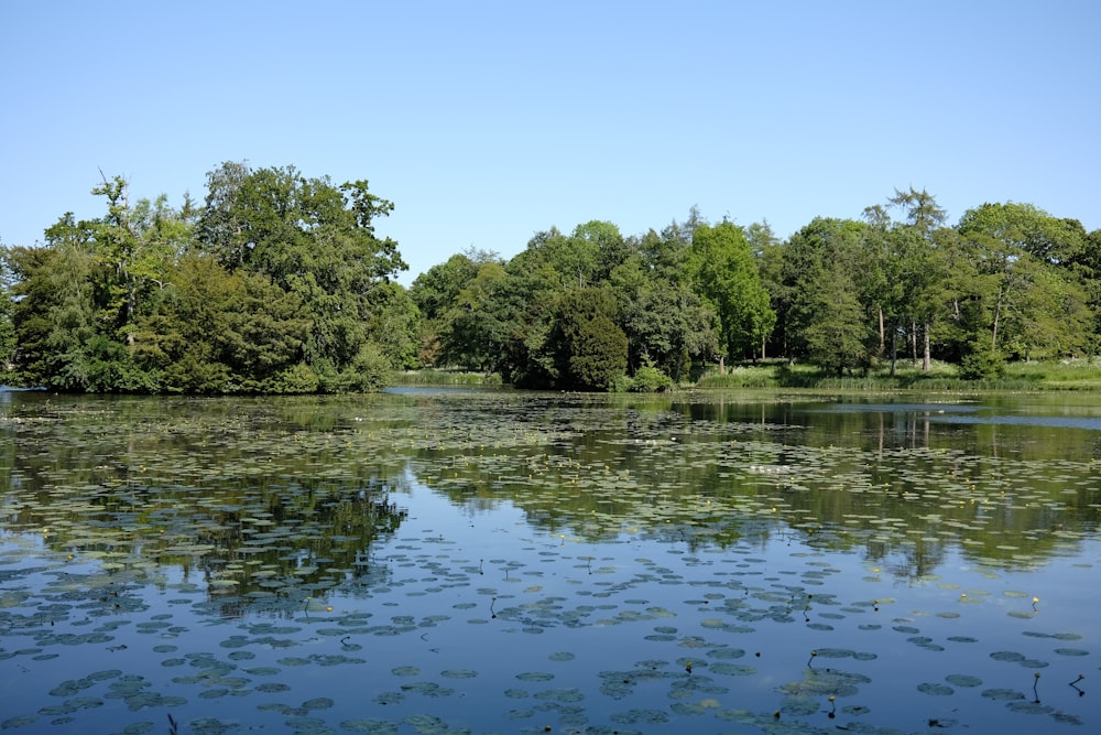 a body of water surrounded by lots of trees