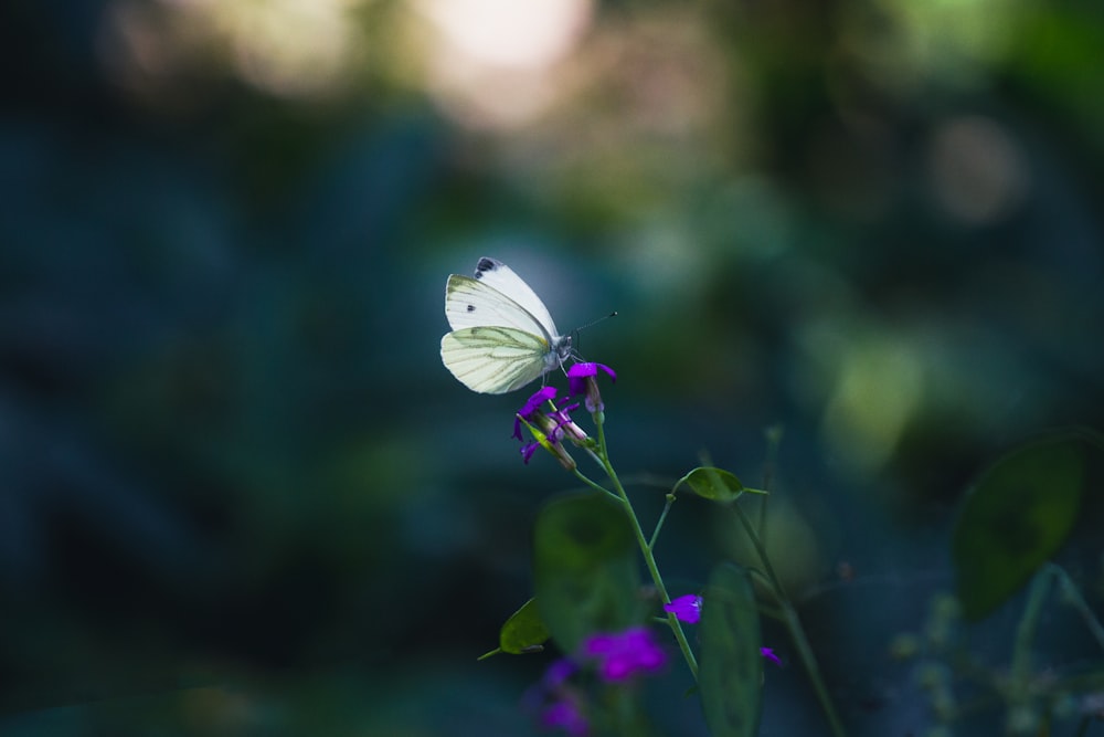 Una mariposa blanca sentada encima de una flor púrpura