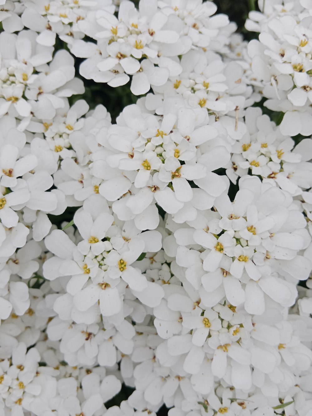 a bunch of white flowers that are blooming