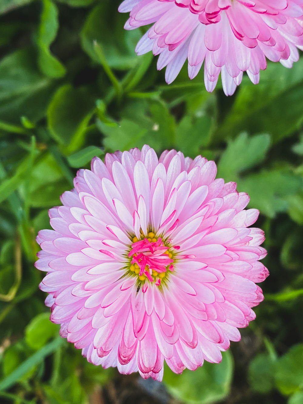 two pink flowers with green leaves in the background