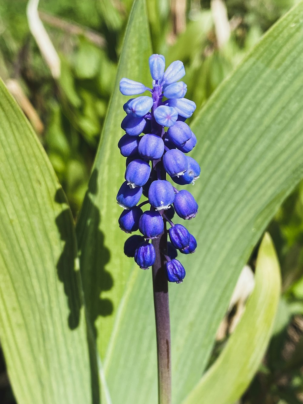 a close up of a blue flower on a plant