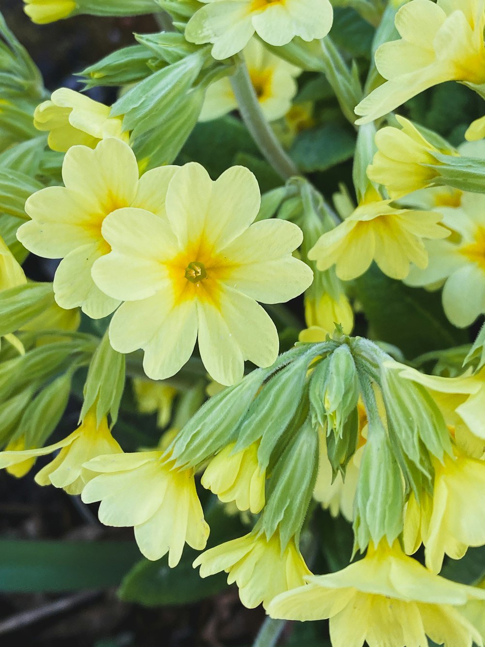 a close up of a bunch of yellow flowers