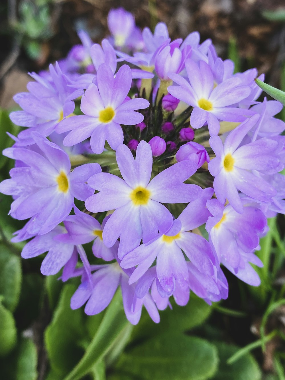 a bunch of purple flowers with green leaves