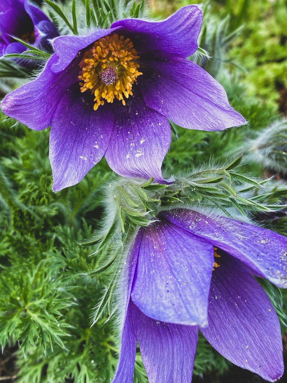 a close up of a purple flower on a plant