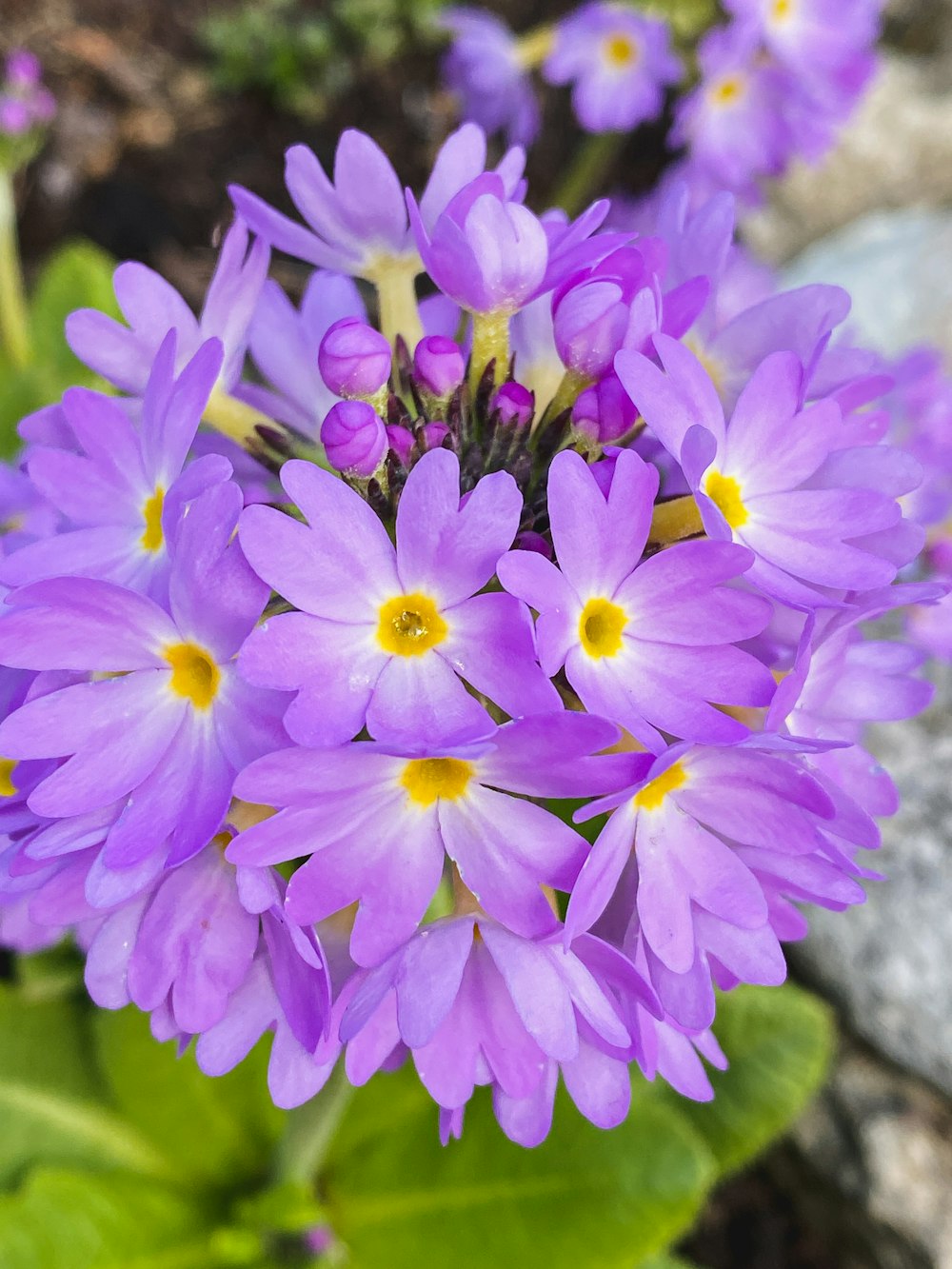 a bunch of purple flowers sitting on top of a green plant