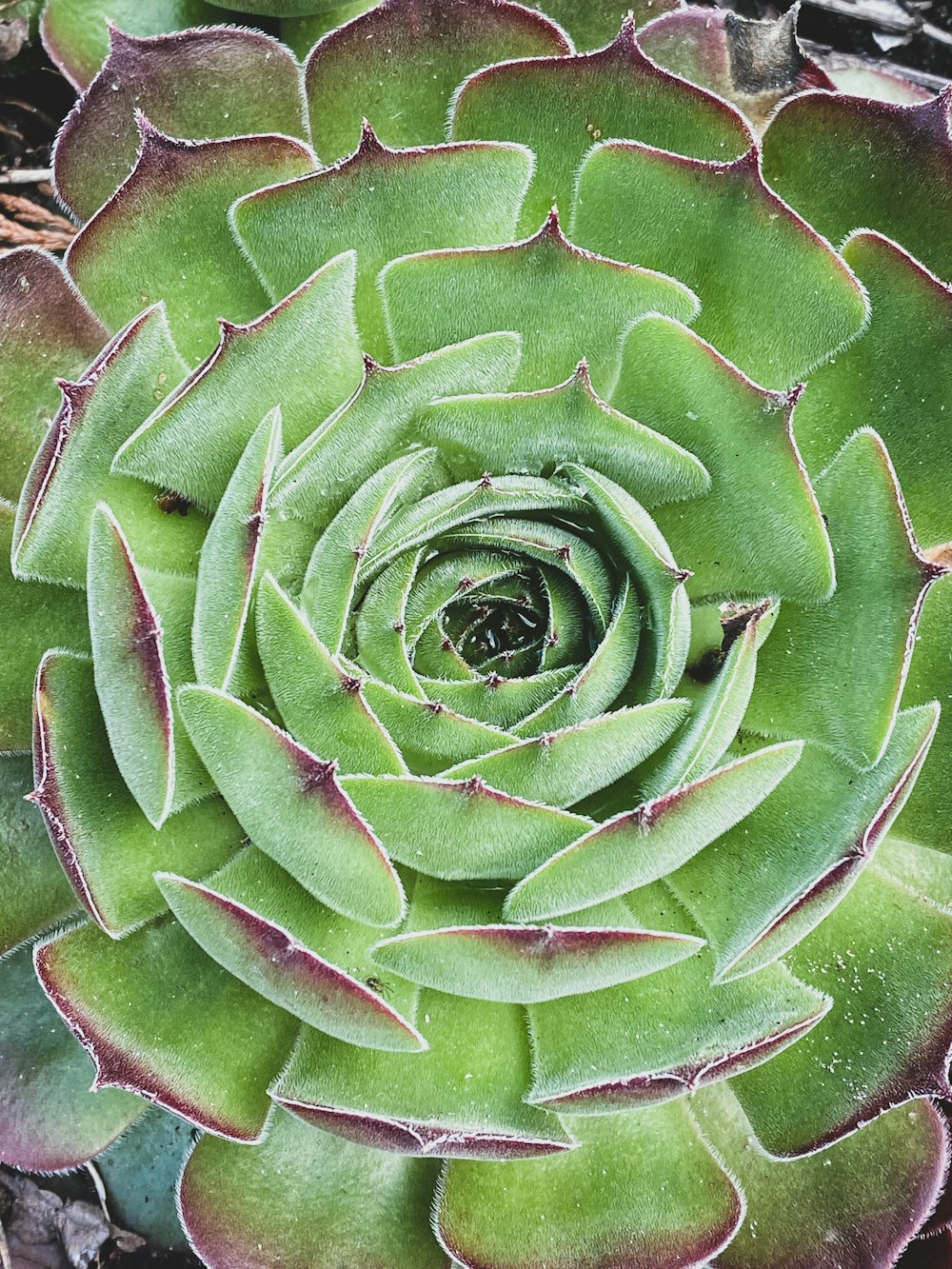 a close up of a green and purple plant