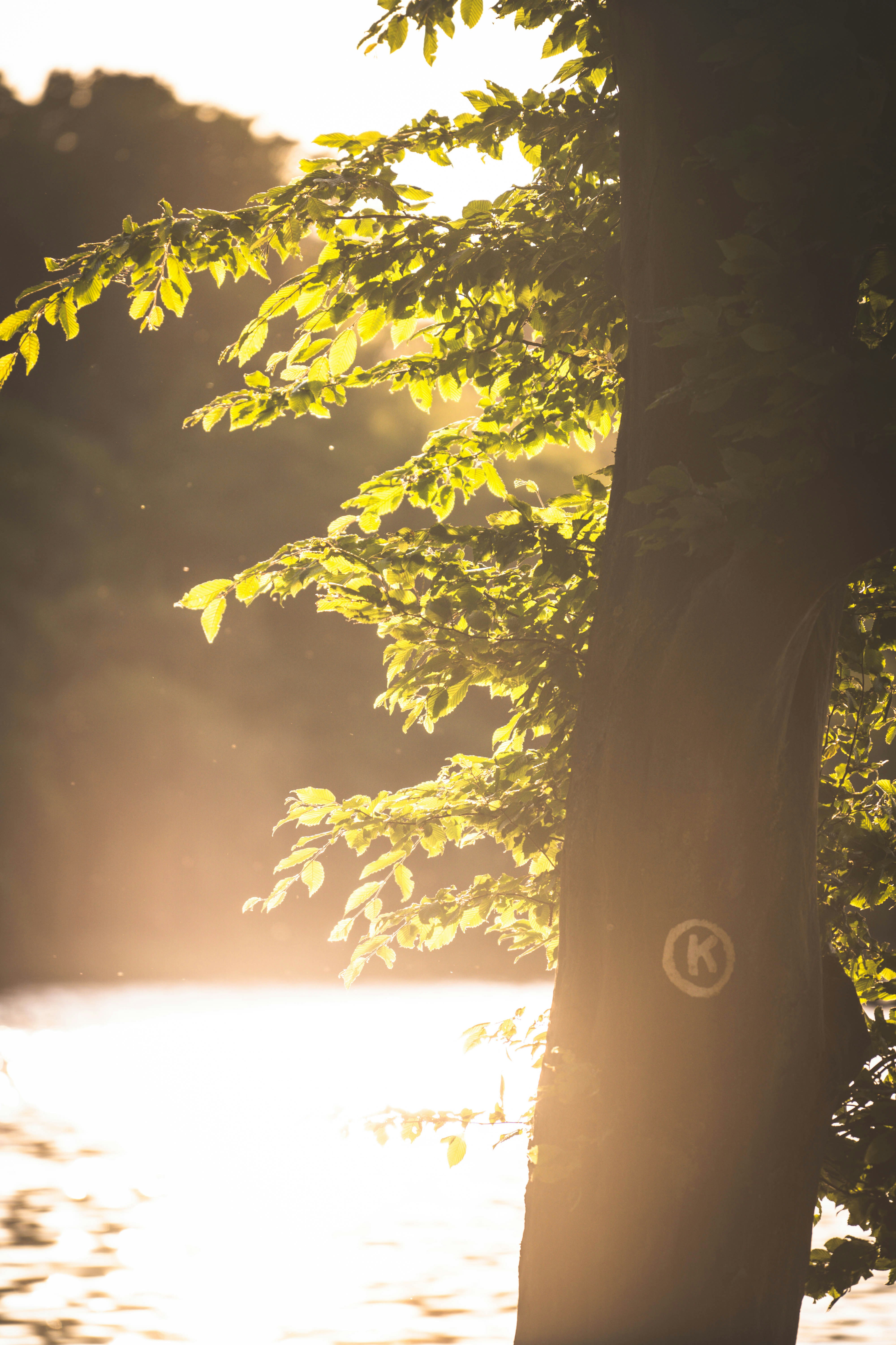 Photo by konstantin_rmy