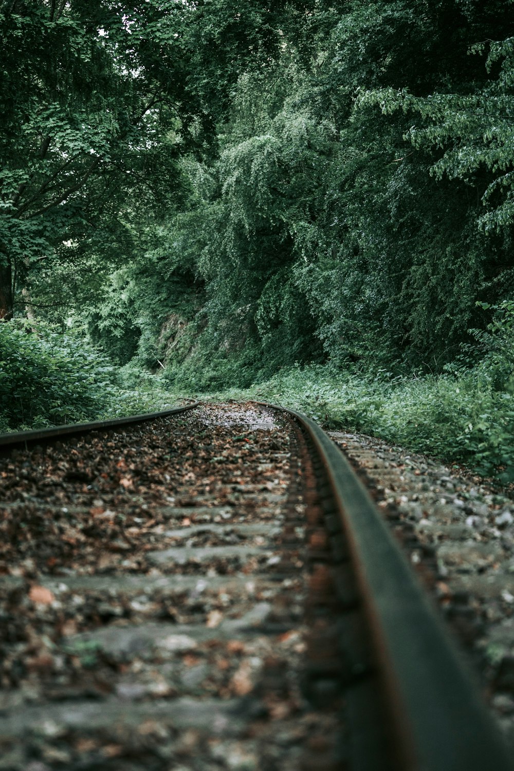 a train track in the middle of a forest