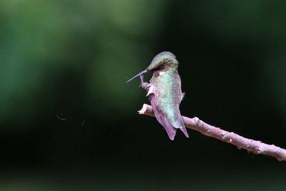 a hummingbird perched on a branch with a bug in its mouth
