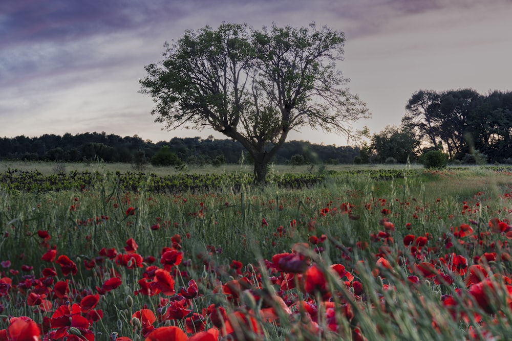 a field full of red flowers with a tree in the background