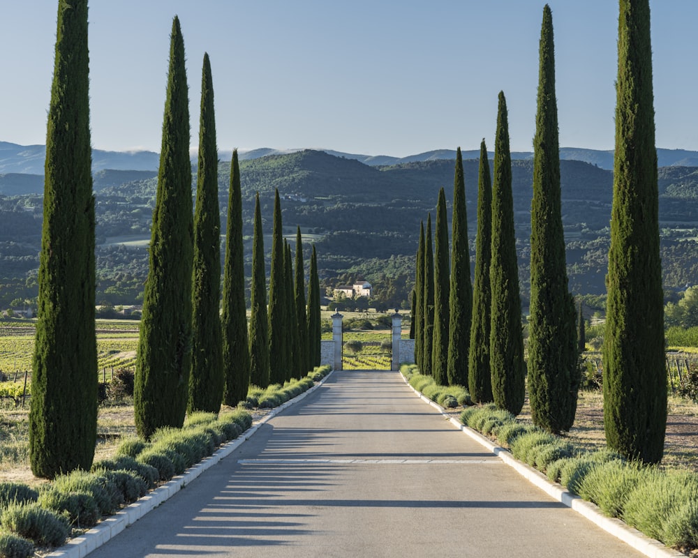 a long road lined with trees and bushes