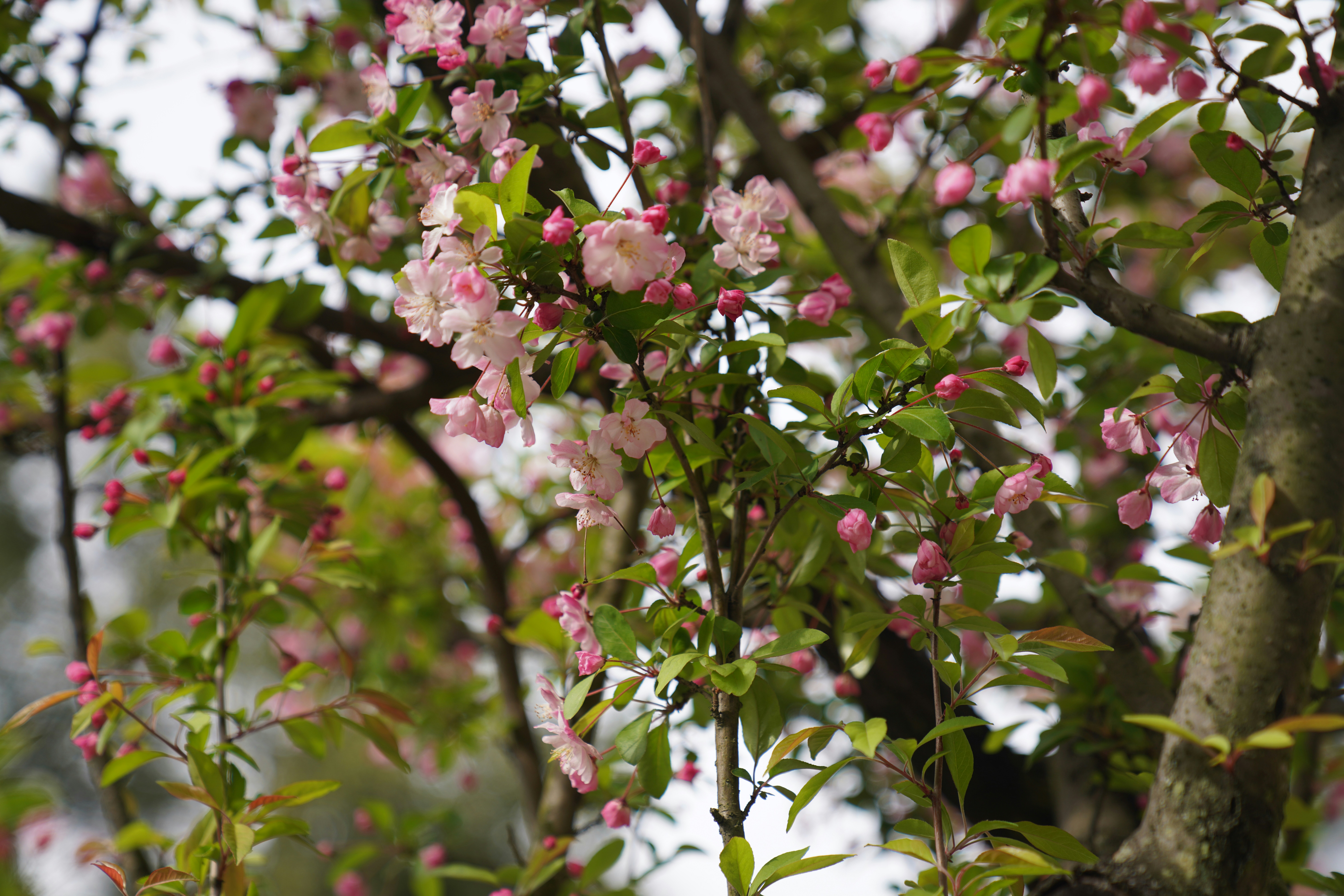 Photo by ttxiangni123