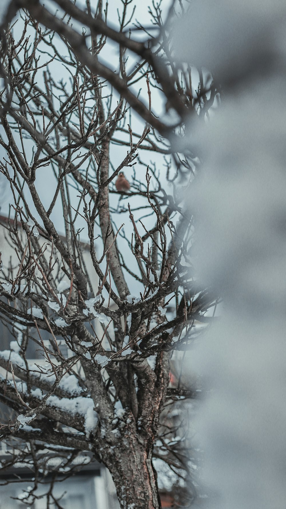 a bird sitting on a tree branch in the snow