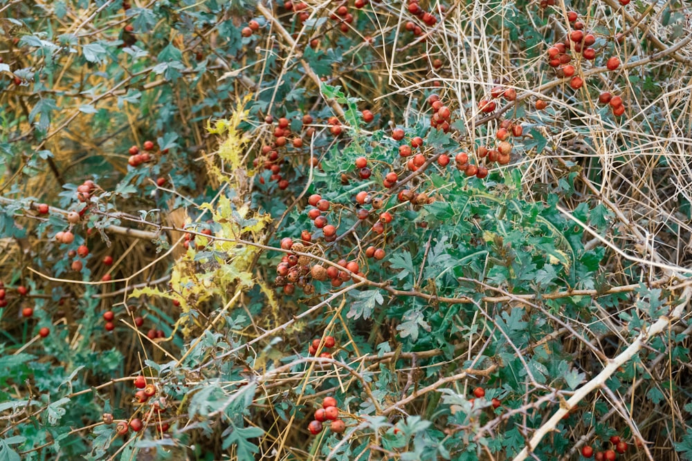 a bush full of red berries and green leaves