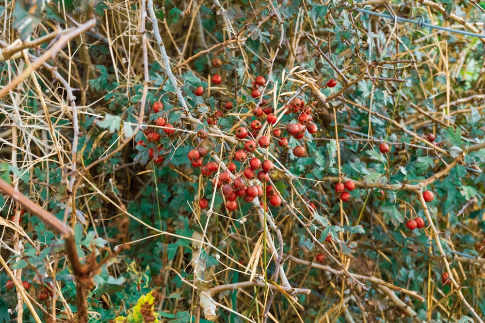 a bunch of berries growing on a tree