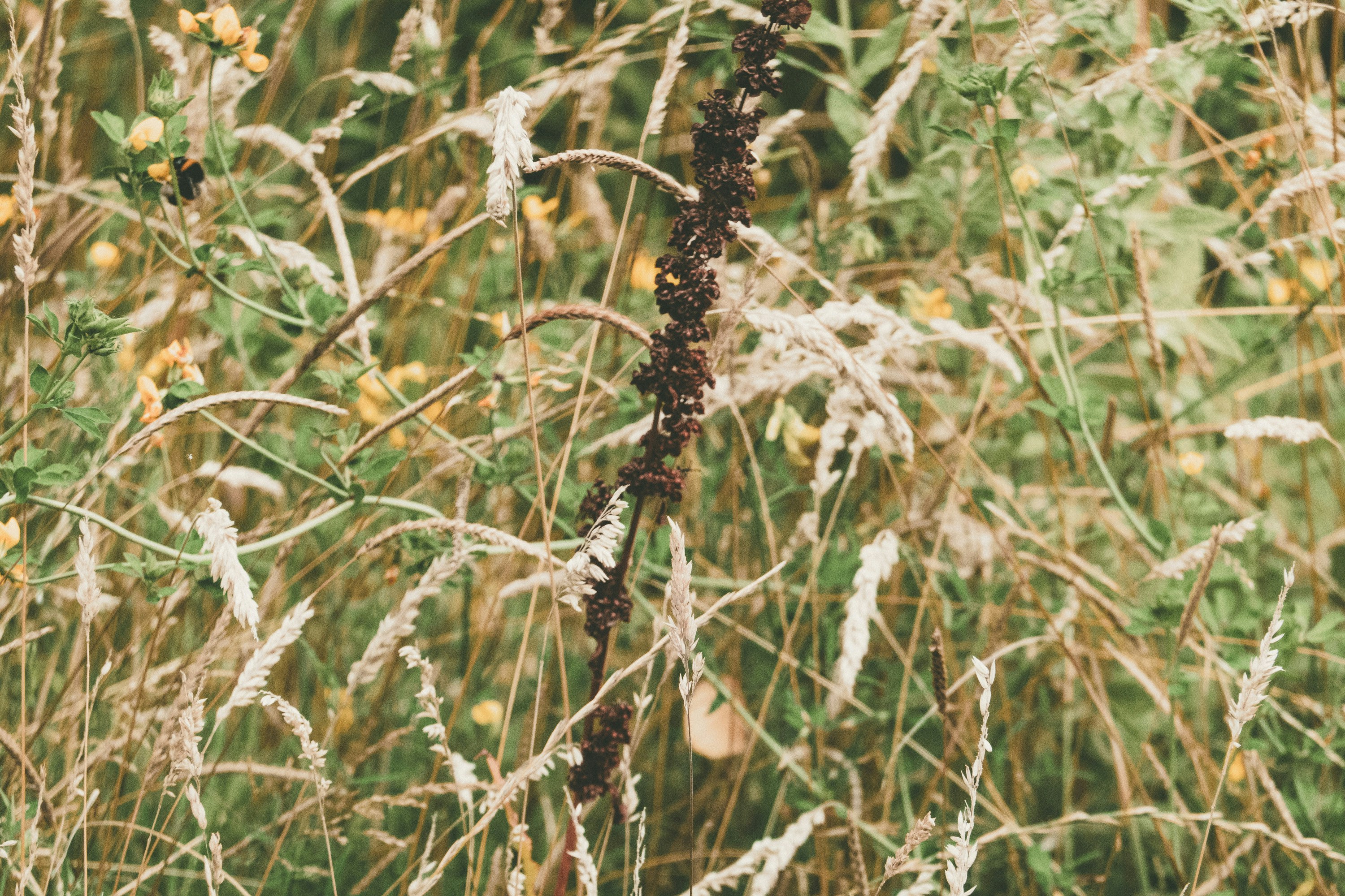 a bunch of plants that are in the grass