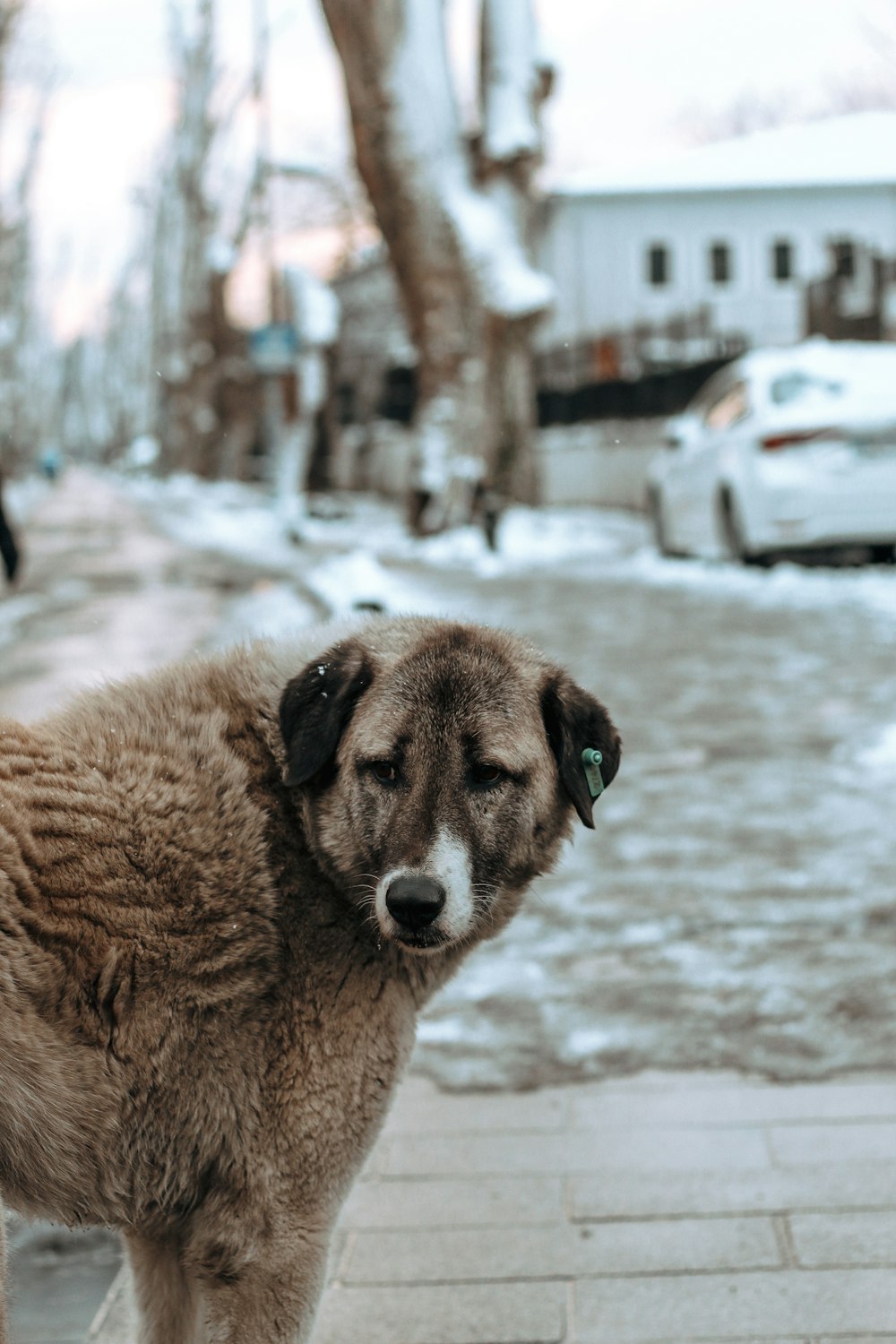 a dog standing on a sidewalk in the snow