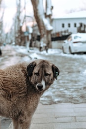 A large, fluffy dog with a brown and white coat stands on a snow-covered street. A tag is visible on its ear, suggesting it might be a stray or monitored animal. The background features bare trees and a blurred view of buildings and a parked car, indicating a cold, wintry environment.